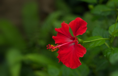 ハイビスカス・６