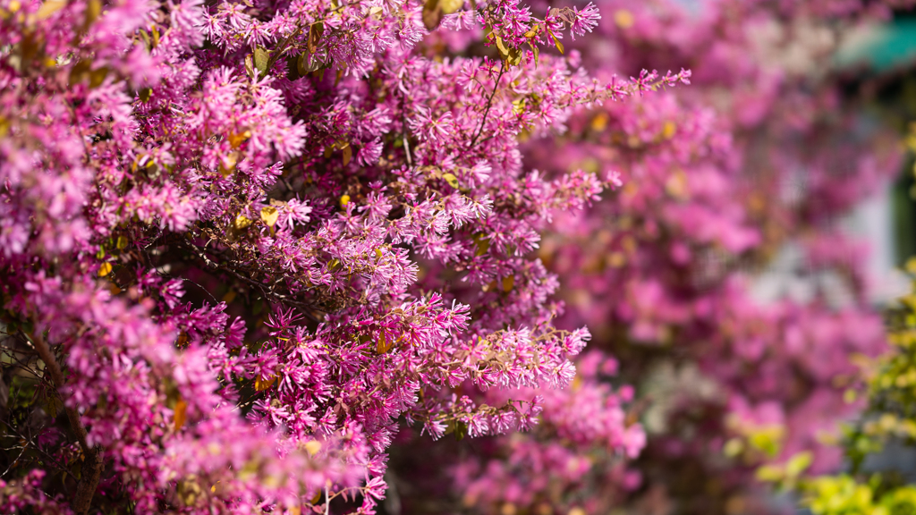 ベニバナトキワマンサク・１