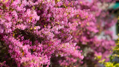 ベニバナトキワマンサク・１