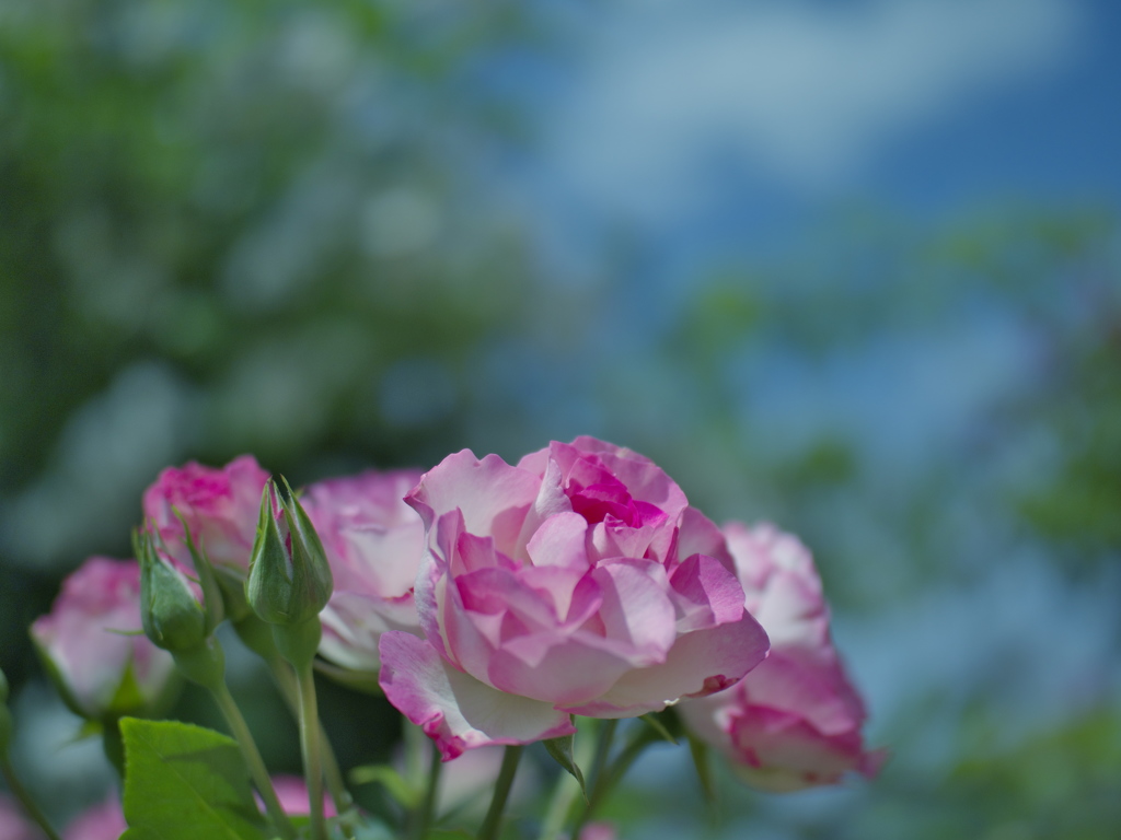 春バラ・３０＿２１