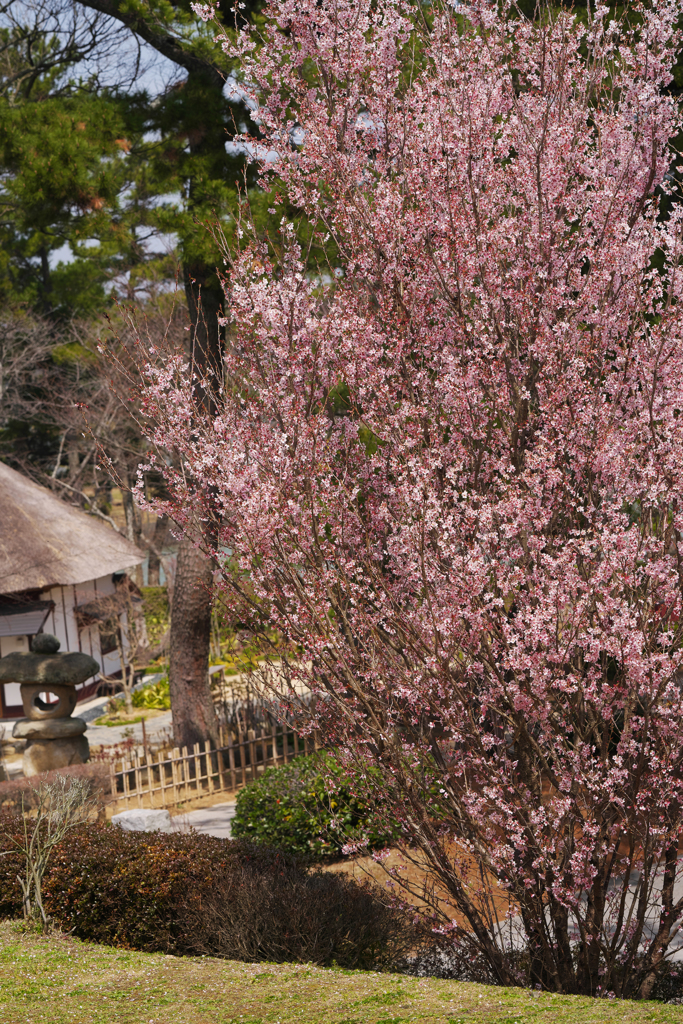 啓　翁　桜・３１＿９