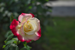春薔薇・２０