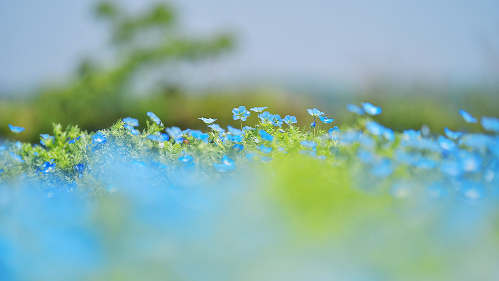 ネモフィラ・１＿４