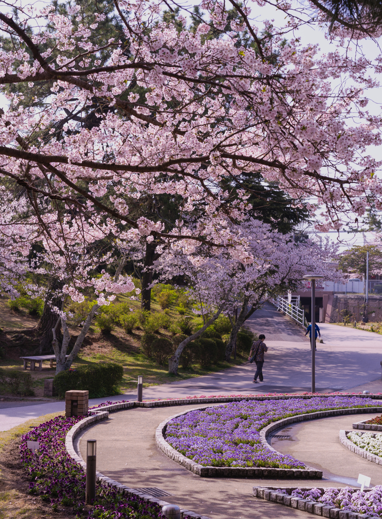 ときわ公園の桜＿２５