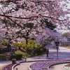 ときわ公園の桜＿２５