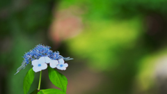 アジサイ・２５