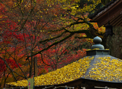 秋の彩り・龍蔵寺４