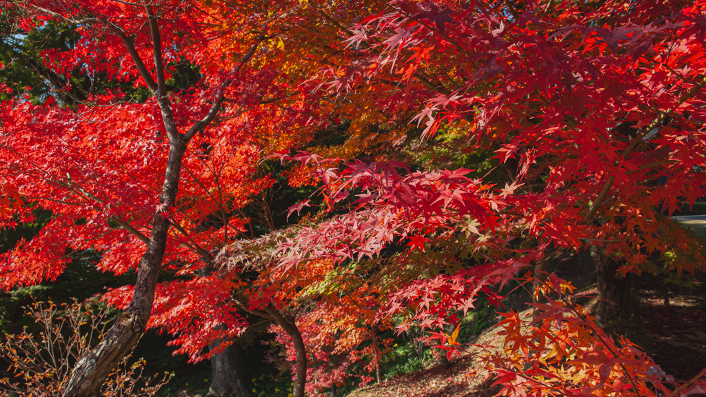 紅　葉＿１