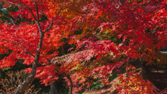 紅　葉＿１