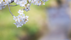 ソメイヨシノ・１１