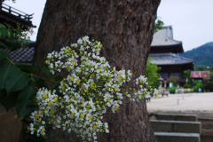百日紅・４