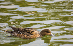 維新公園の野鳥達＿１