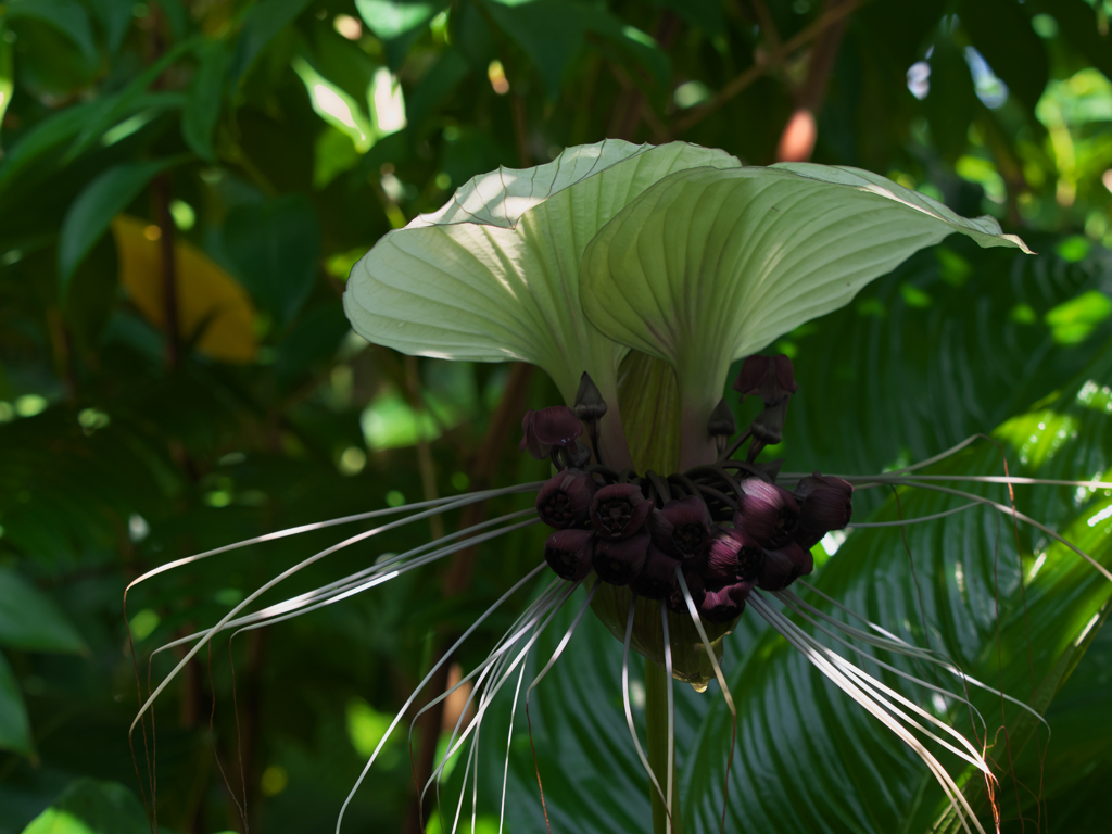 タッカ　インテグリフォリア