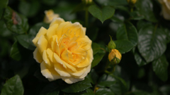 イエローエタニティ