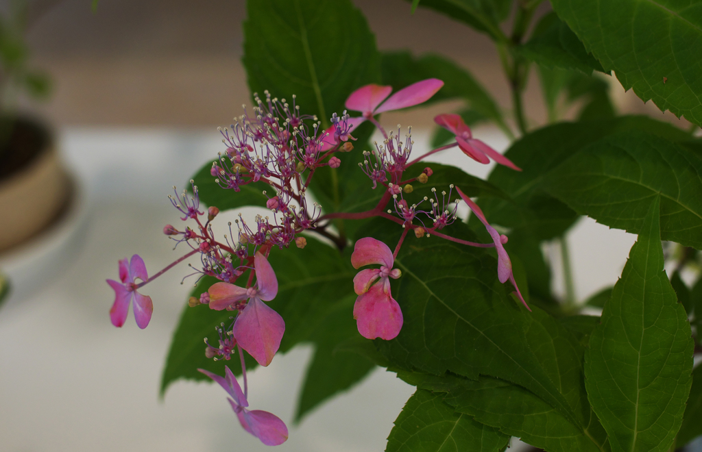 山アジサイ展３０＿１５ 剣の舞（つるぎのまい）