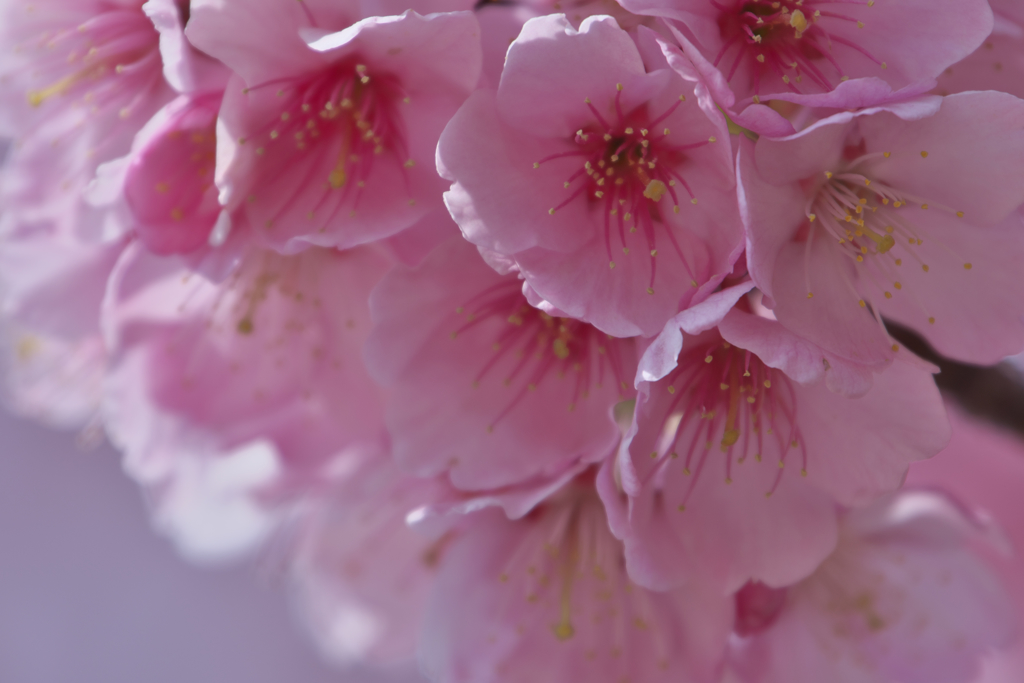 寒桜・３