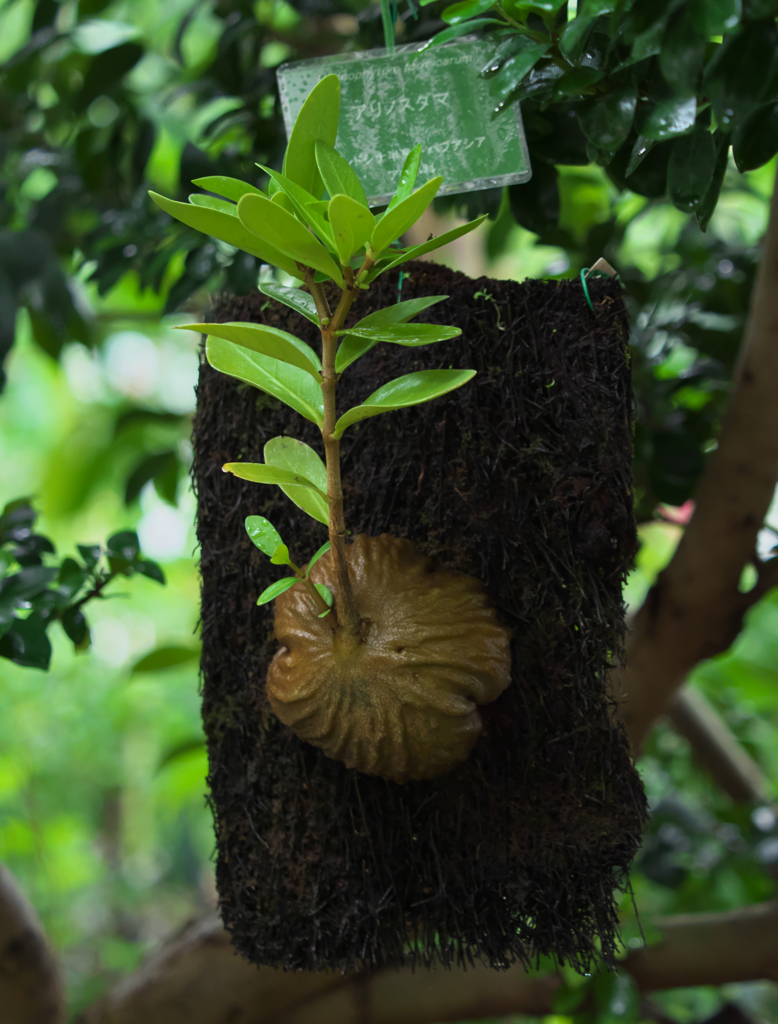 アリノスダマ（蟻の巣玉）