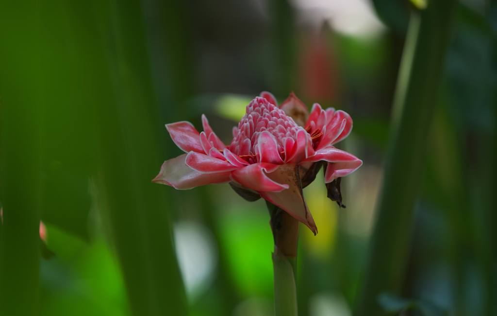 トーチンジャー