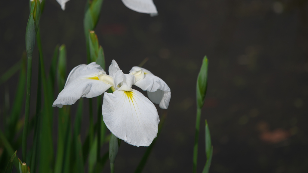 花菖蒲３０＿３２ 玉　洞（ぎょくどう）