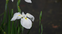 花菖蒲３０＿３２ 玉　洞（ぎょくどう）