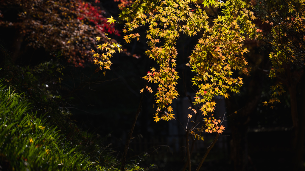 秋模様・重源の郷＿１３