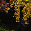 秋模様・重源の郷＿１３