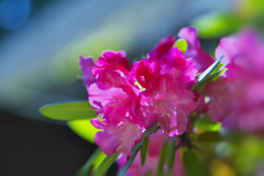 石楠花・２１