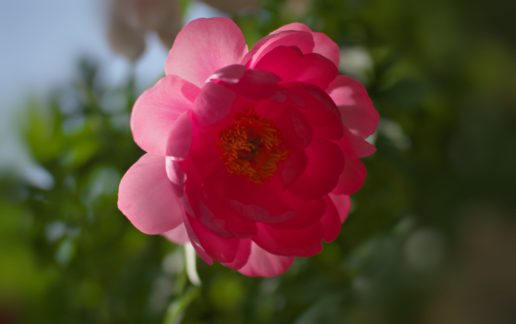 芍薬＿１７