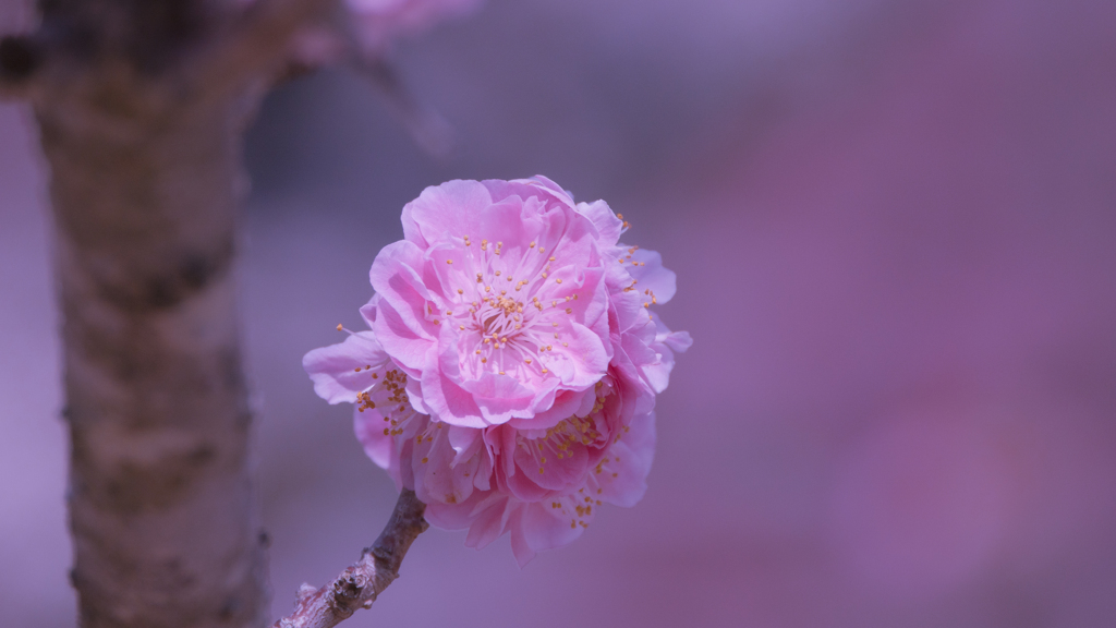 見納めの梅花・７