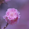 見納めの梅花・７