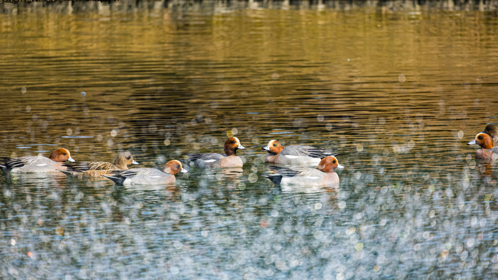 維新公園の野鳥達＿６