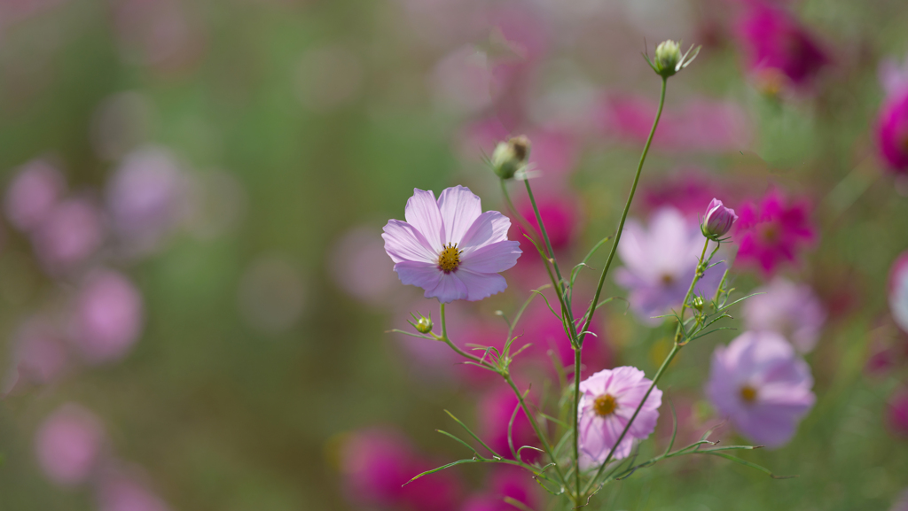 秋　桜・１＿１０