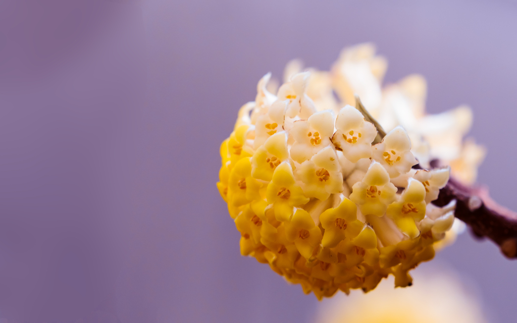 タイリンミツマタ・３