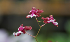 秋のラン展・１１