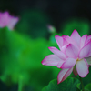 大賀蓮・６＿３