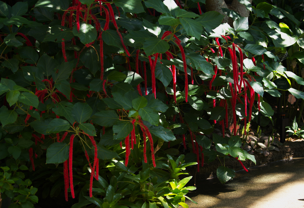 Acalypha hispida
