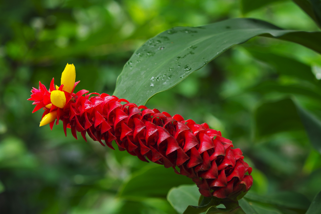 コスツス　バルバツス