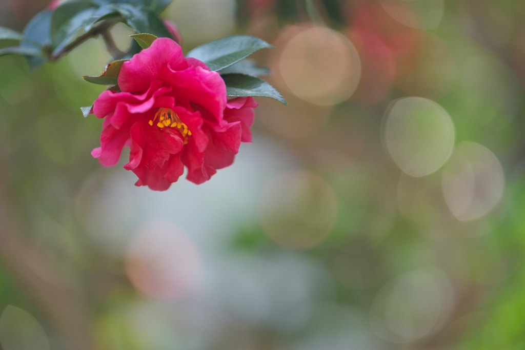 山茶花＿３