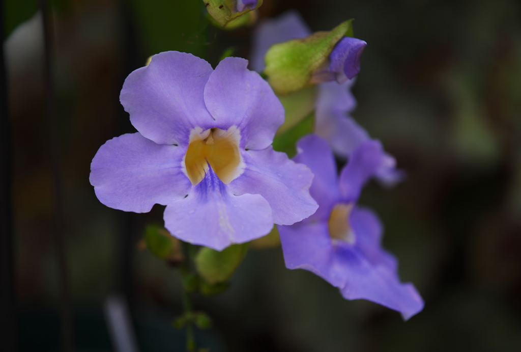 ベンガルヤハズカズラ