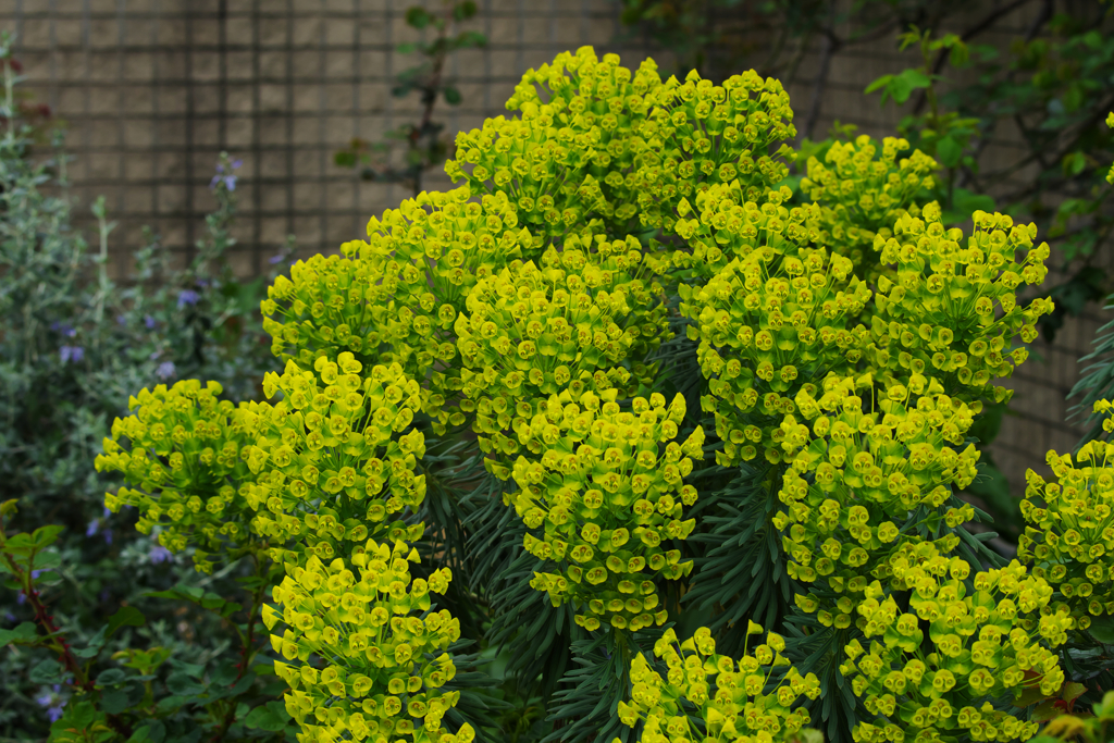 ユーフォルビア カラキアス ウルフェニイ