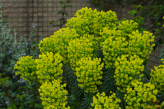 ユーフォルビア カラキアス ウルフェニイ