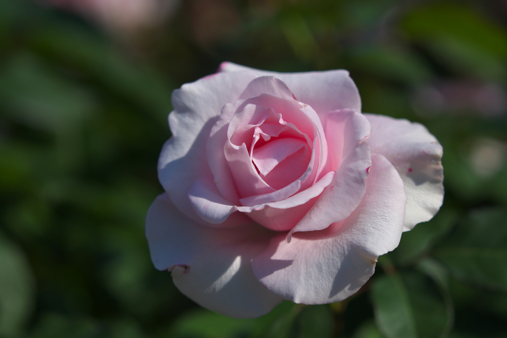秋薔薇・１０