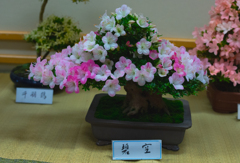 皐月盆栽＿２０