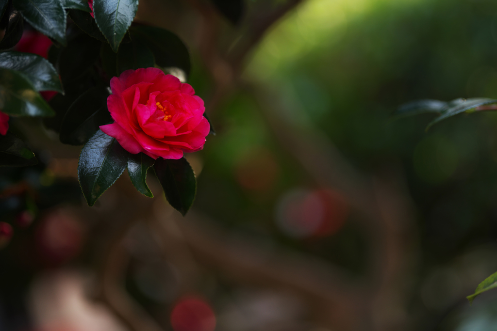 山茶花＿３０＿１０