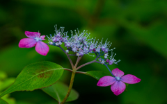 紫陽花・１＿１