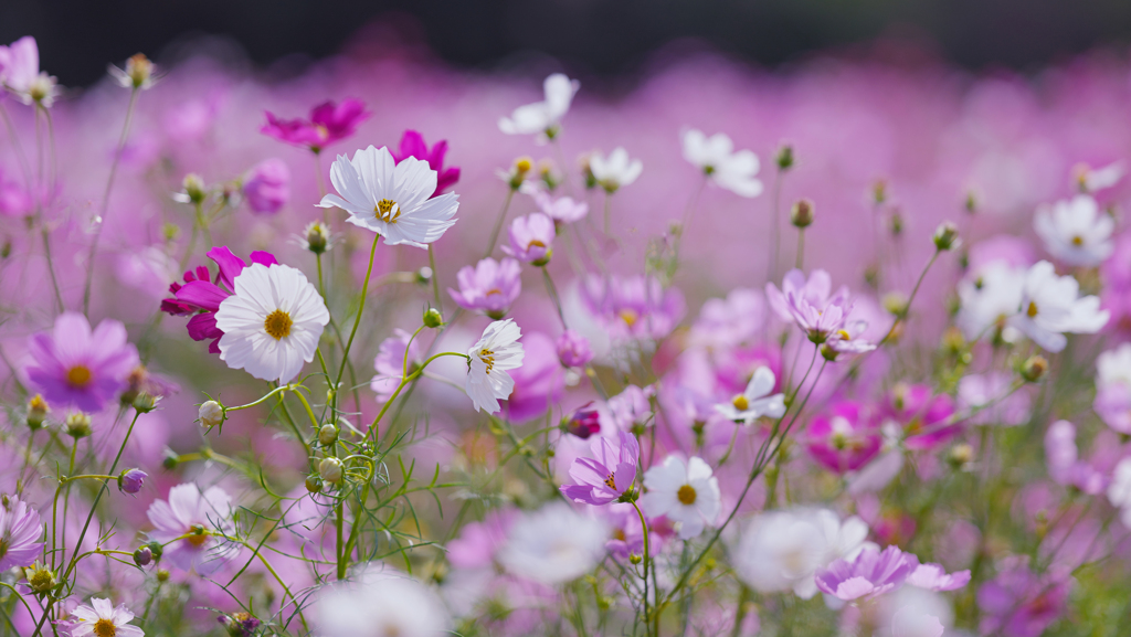秋　桜・１＿２７