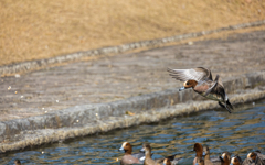 維新公園の野鳥達＿１０