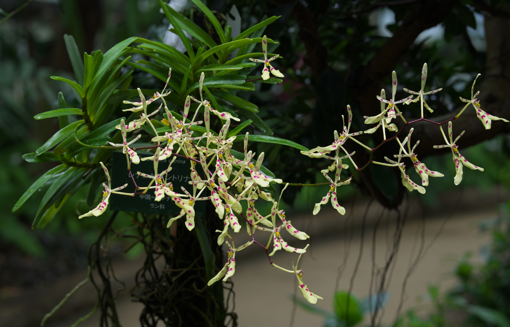 ラ　ン・１＿１