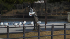 ユリカモメ・１１