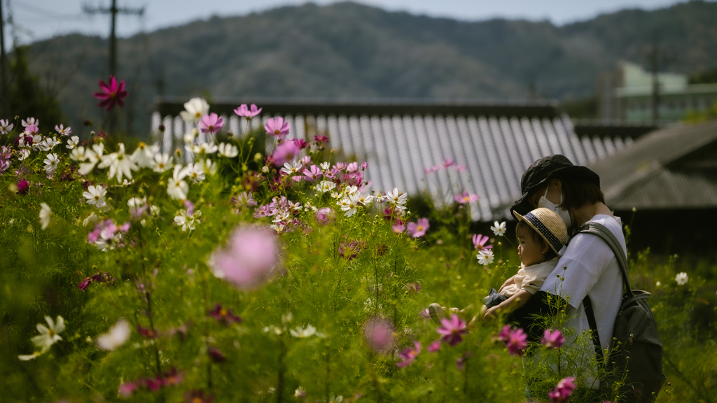 秋桜・１＿２